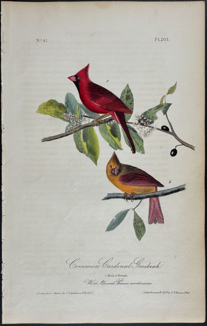 Common Cardinal Grosbeak