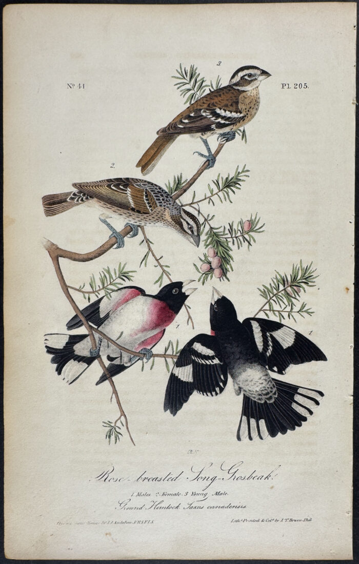 Rose-breasted Song-Grosbeak
