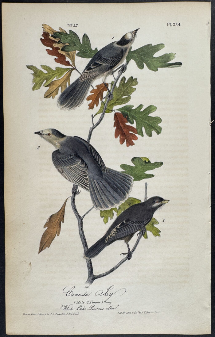 Canada Jay