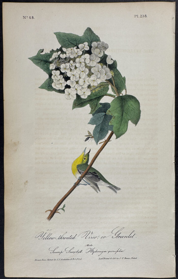 Yellow-Throated Vireo, or Greenlet