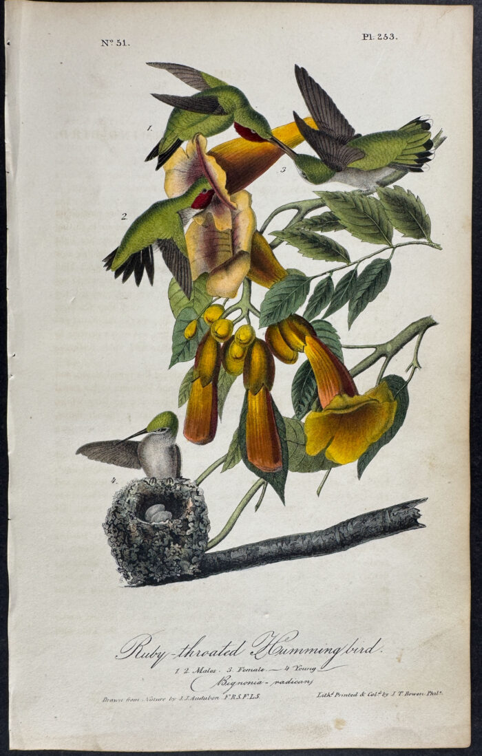 Ruby-throated Humming bird