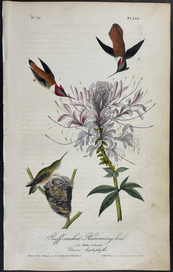 Ruff-necked Humming bird