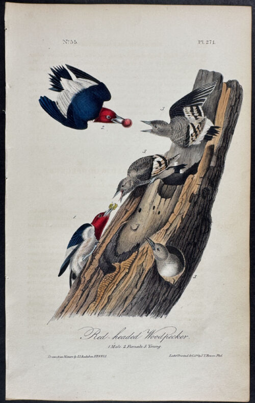 Red-headed Woodpecker