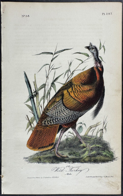 Wild Turkey (Male)