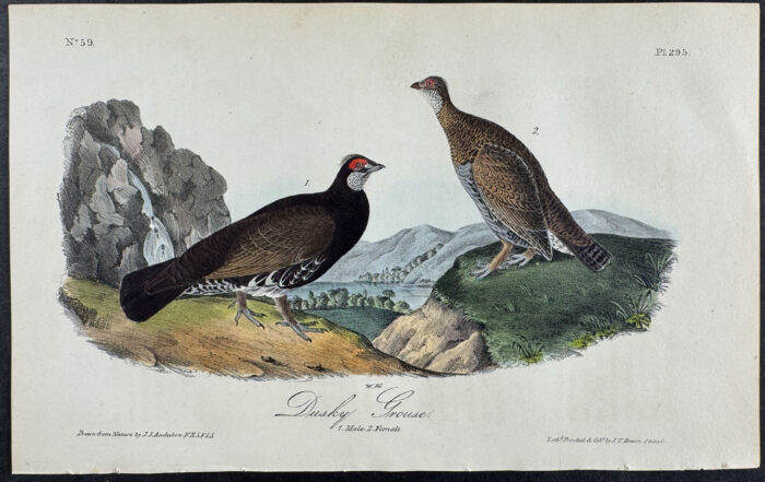 Dusky Grouse