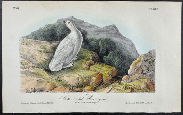 White-tailed Ptarmigan