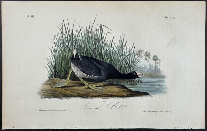 American Coot