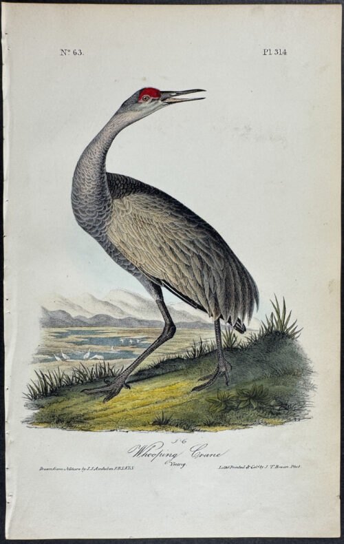 Whooping Crane (Endangered)