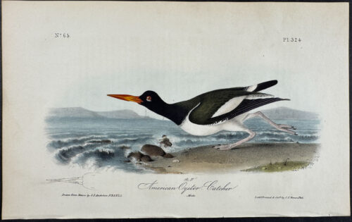 American Oyster-Catcher