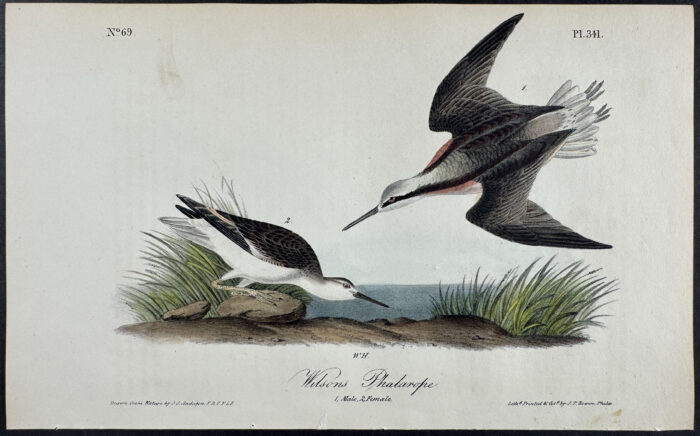 Wilson's Phalarope