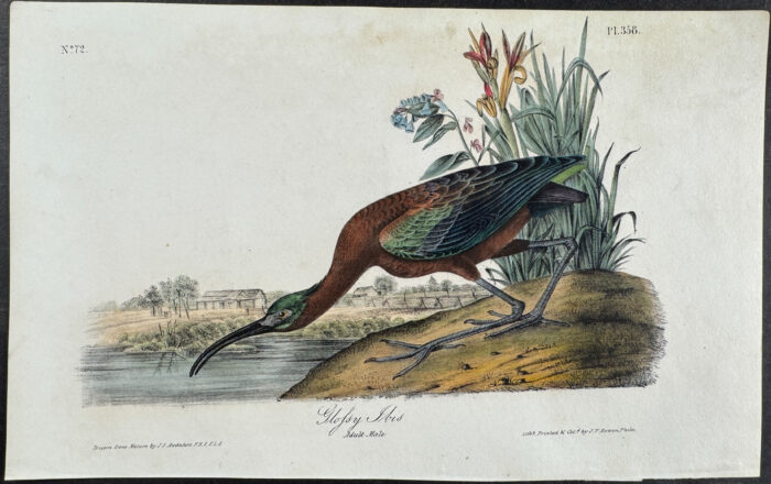 Glossy Ibis