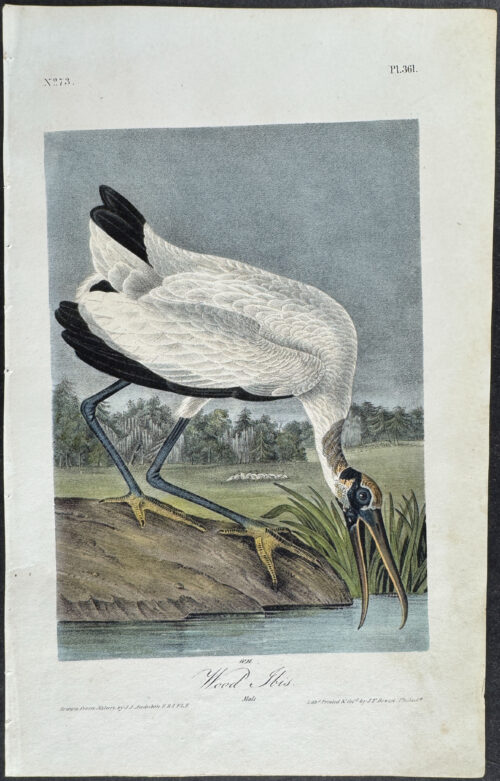 Wood Ibis
