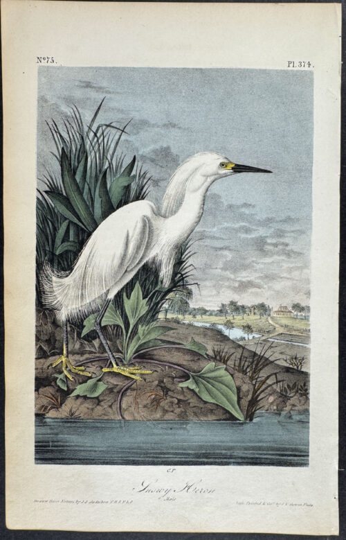 Snowy Heron
