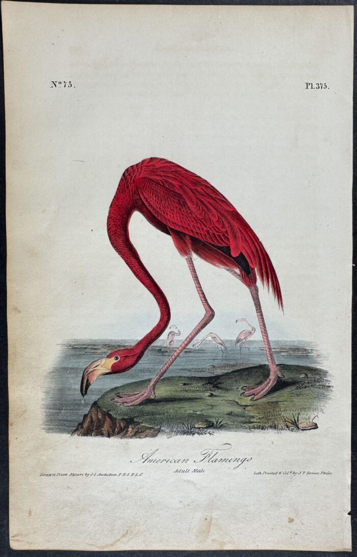 American Flamingo