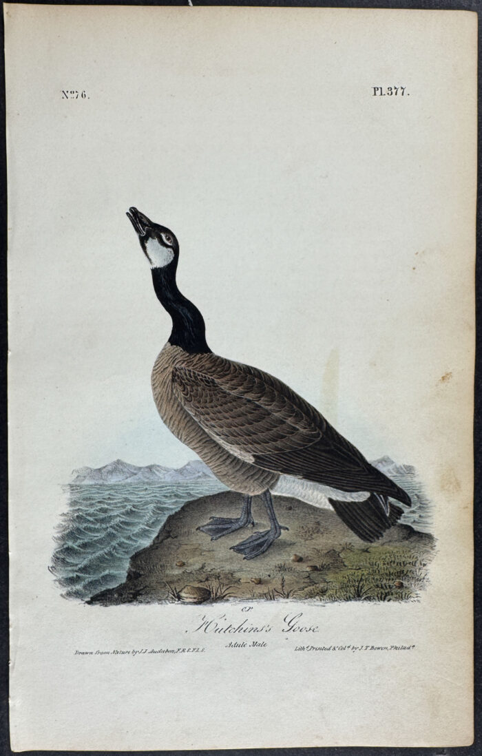 Hutchins's Goose