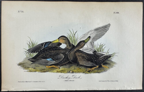 Dusky Duck