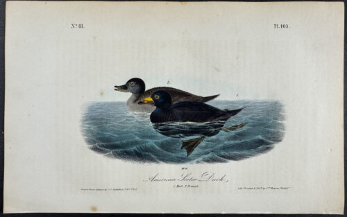 American Scoter Duck
