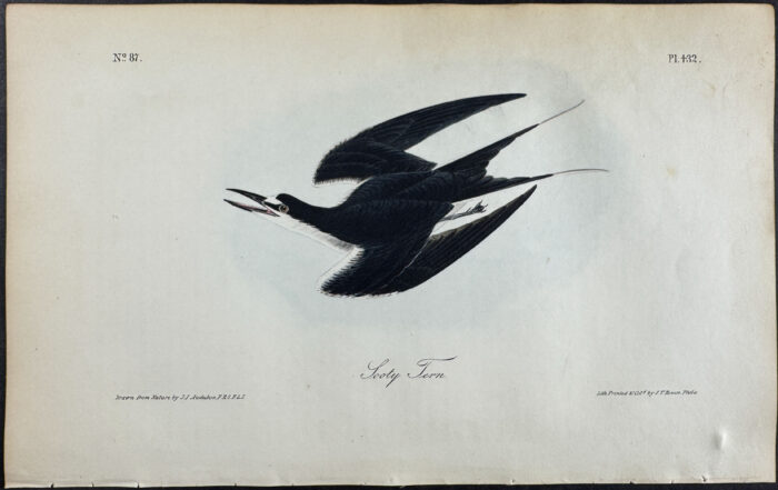 Sooty Tern