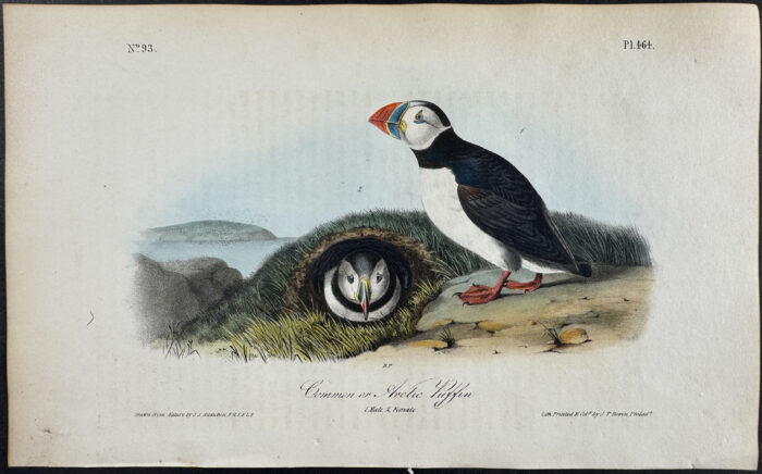 Common or Arctic Puffin