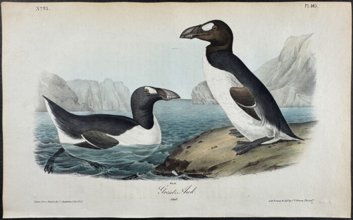 Great Auk (Extinct)