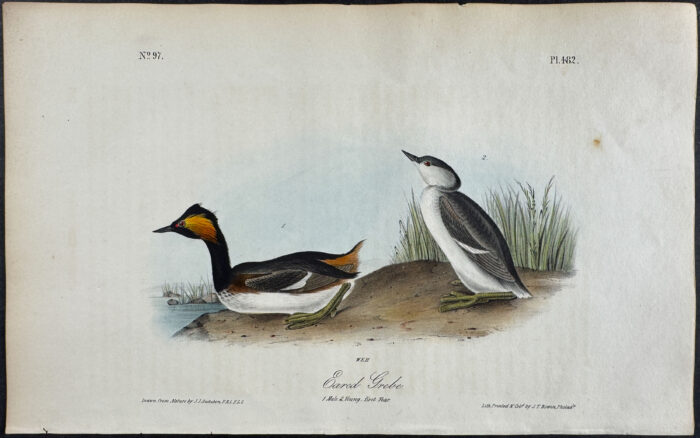 Eared Grebe