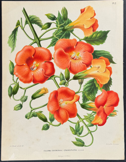 Bignonia