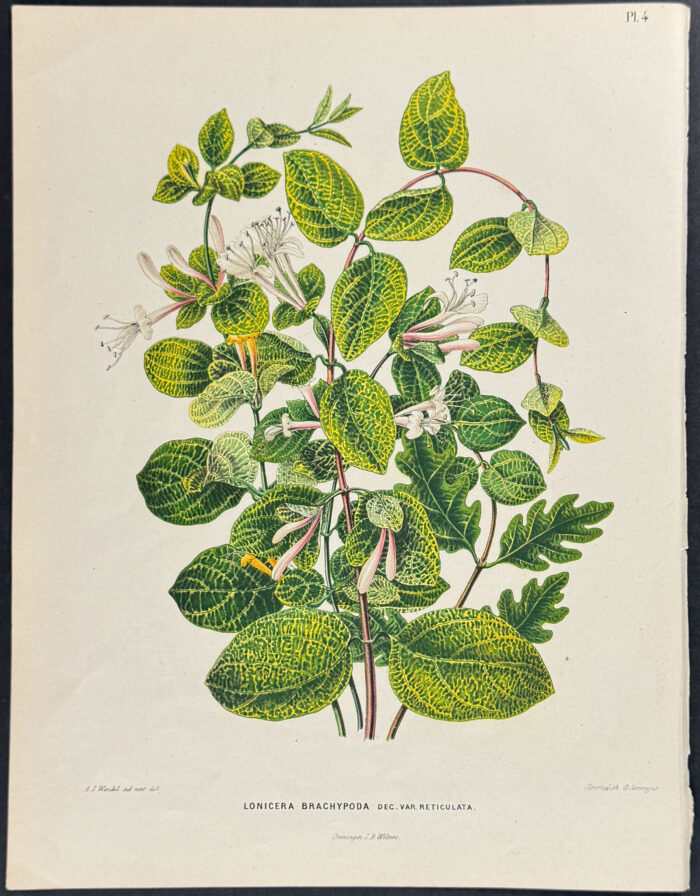 Honeysuckle