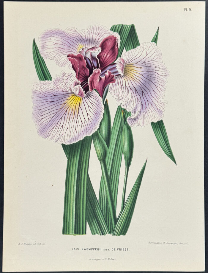 Iris