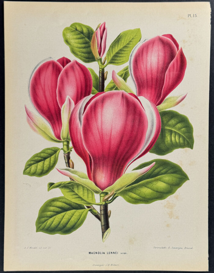 Magnolia