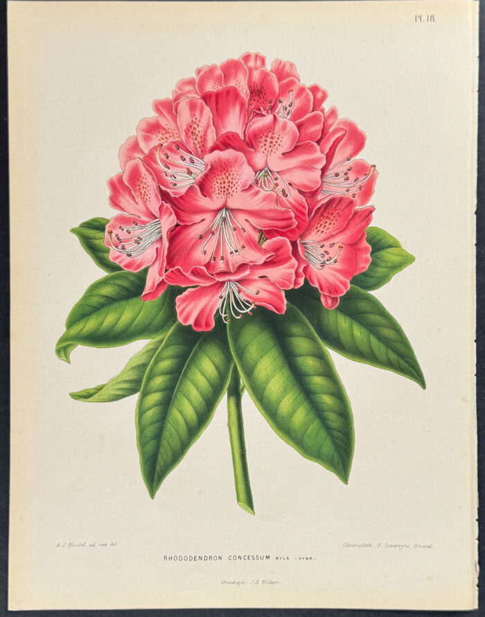 Rhododendron