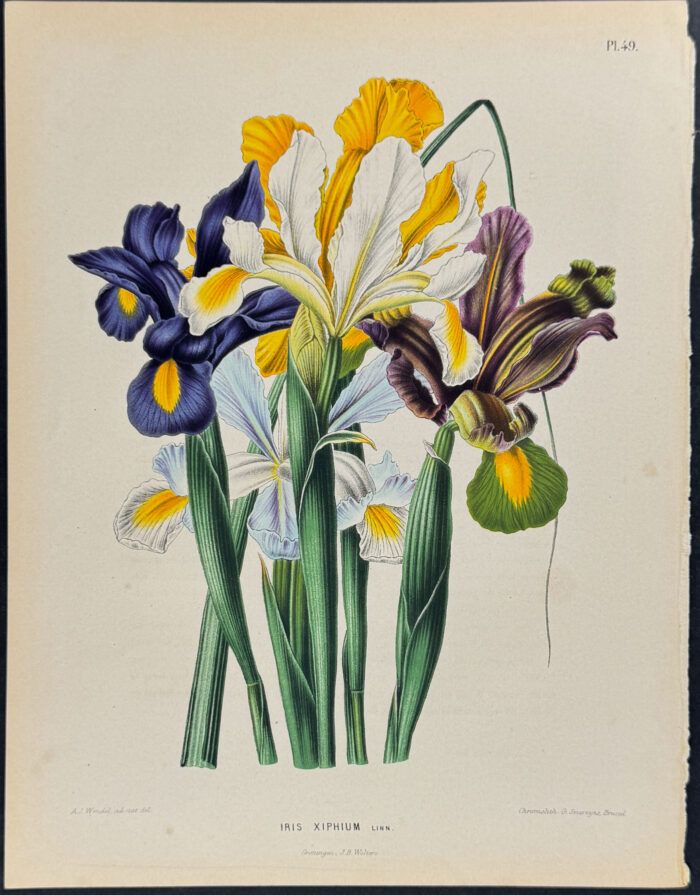 Iris