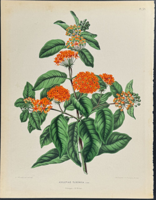 Butterfly Weed