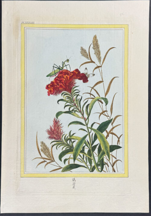 Praying Mantis, Insect, & Flowers