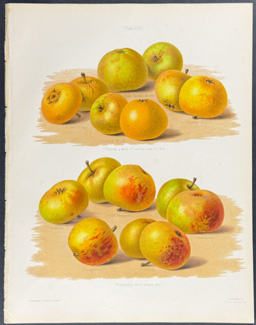 Apples