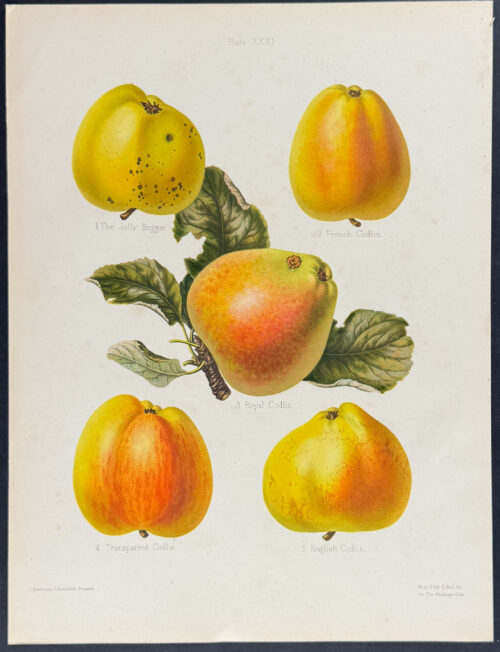 Apples