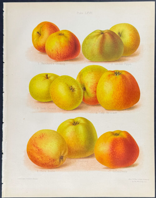 Apples