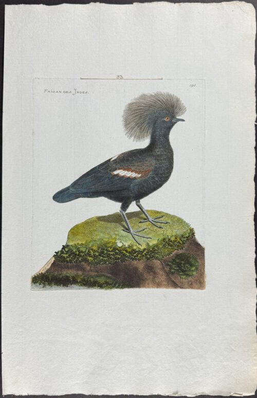 Crowned Pigeon