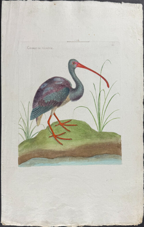 Curlew
