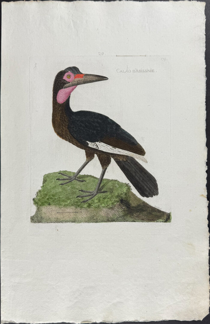 Abyssinian Ground Hornbill