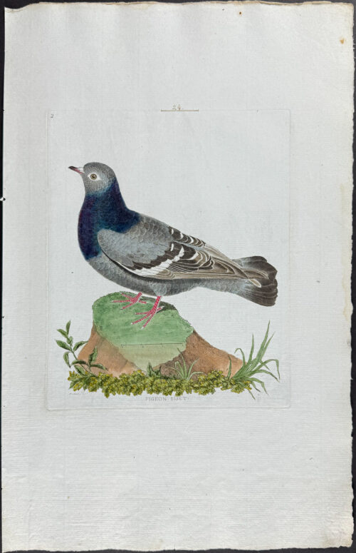 Pigeon or Dove