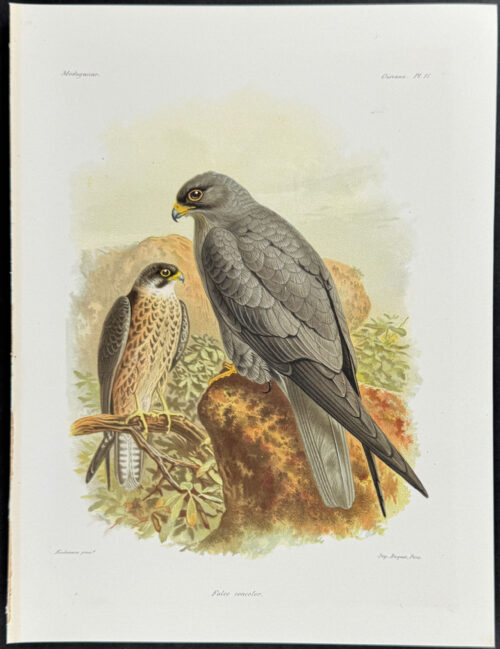 Sooty falcon (Falco concolor) - 2 Plates