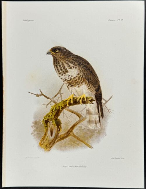 Madagascar cuckoo-hawk (Baxa madagascariensis) - 3 Plates