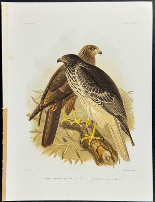 Réunion harrier (Circus Maillardi typicus, jeune) - 2 Plates