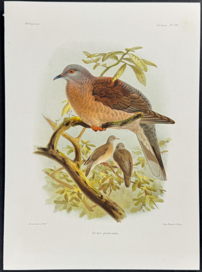 Malagasy turtle dove (Turtur picturatus) - 2 Plates