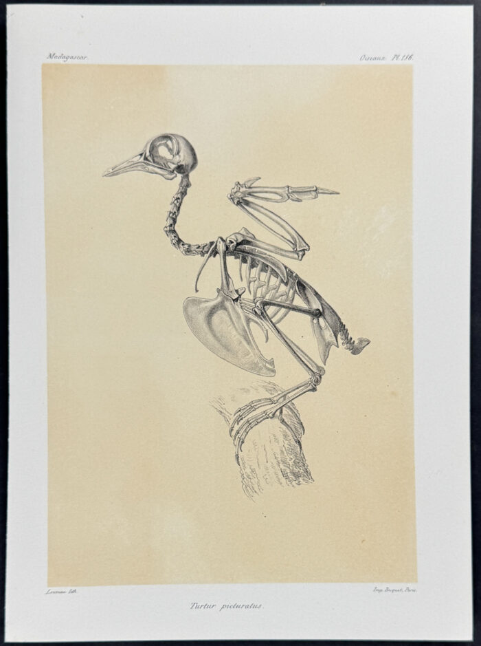 Malagasy turtle dove (Turtur picturatus) - 2 Plates - Image 2