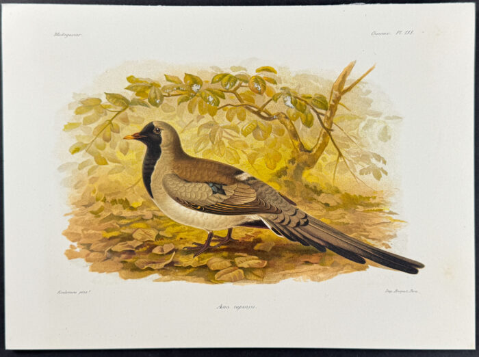 Namaqua dove (Ana capensis)