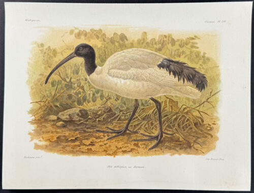 African sacred ibis (Ibis athiopica) - 3 Plates