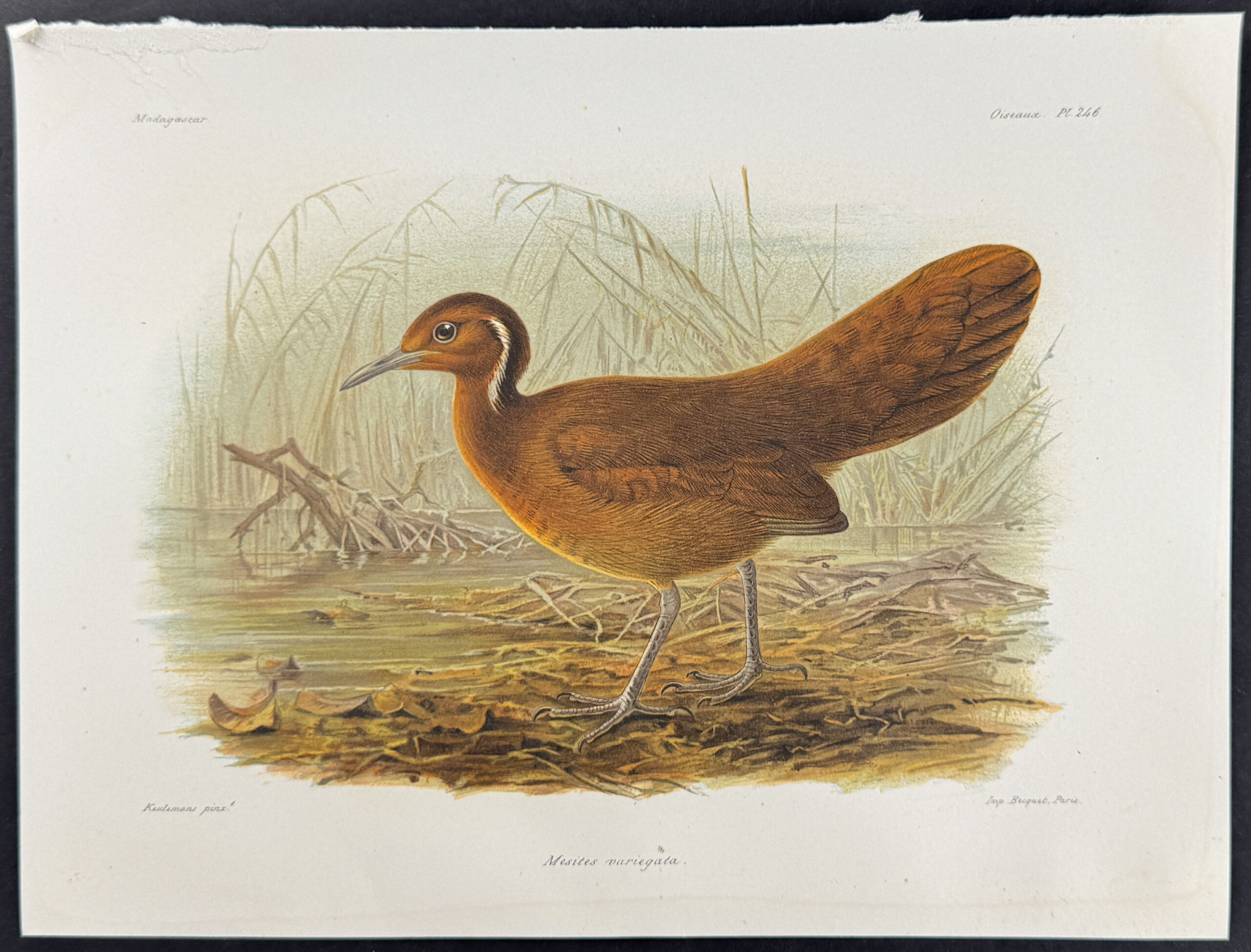 White breasted mesite (Mesites variegata) Trillium Rare Prints