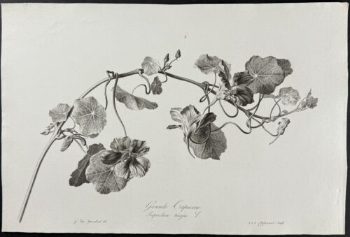 Nasturtium or Indian Cress