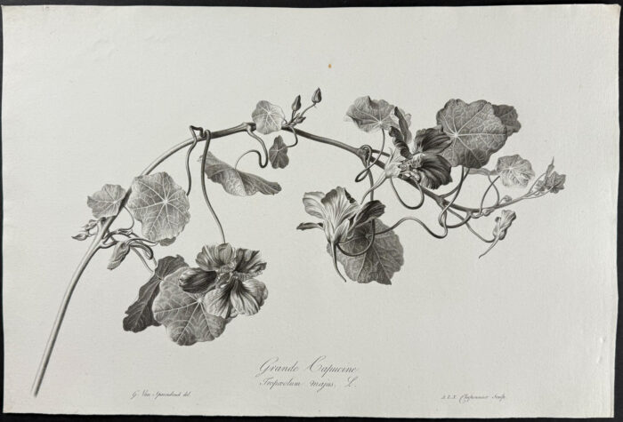 Nasturtium or Indian Cress